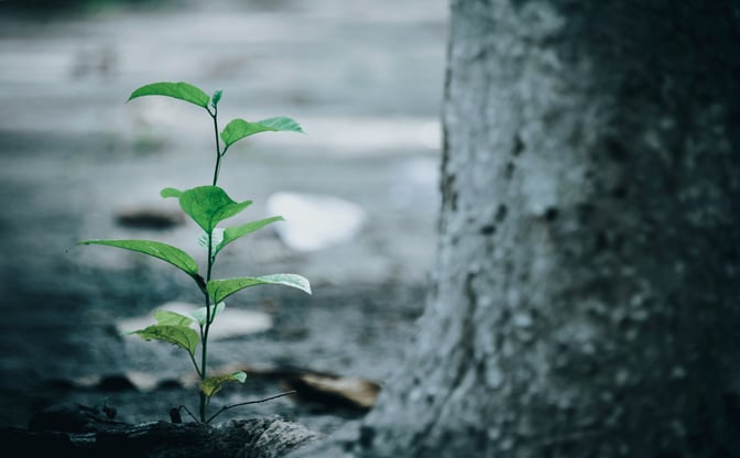 que-es-nuestro-programa-crea-y-como-ayuda-al-medio-ambiente